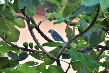 bird on a tree