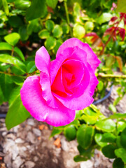 Pink Flower with a green plants background