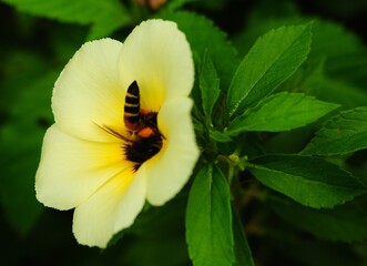 a flying bee perching on a yellow flower