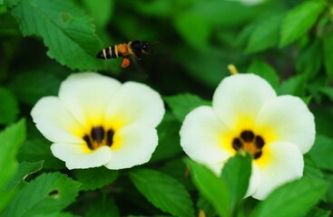 Obraz premium a flying bee perching on a white flower