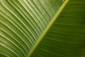 Tropical flora. Natural texture and pattern. Closeup view of a Strelitzia nicolai, also known as Giant White Bird of Paradise or Wild Banana, beautiful green leaf and venation system.  