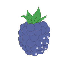 Blackberries on a white background. Blue berry. Illustration.