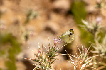 Krüper's White Angel butterfly / Pieris cruiser