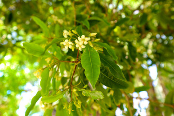 green leaves on a tree