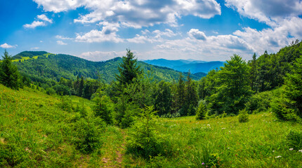 Panorama of the Carpathian Mountains, with flowering summer meadows, blue mountains and white clouds in the sky.