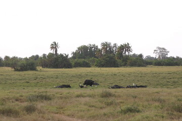 Kenya Bay Beach