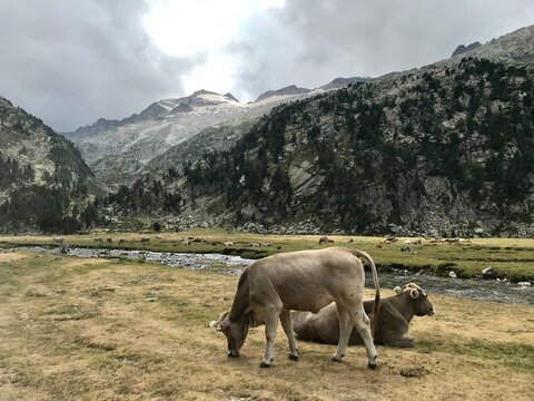 Vaca