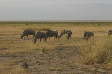 Kenya Bay Beach