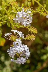 Beautiful bush (Plumbago auriculata) with blue flowers close-up