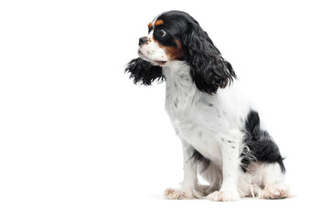 dog looking sideways spaniel breed on isolated white background