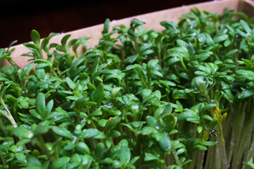 Macro closeup of paper box with fresh cress leaves