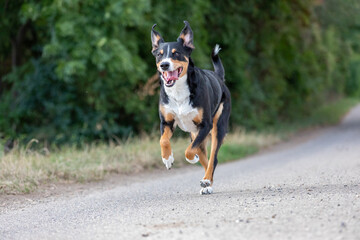 happy dog is running with flappy ears, Appenzeller Sennenhund