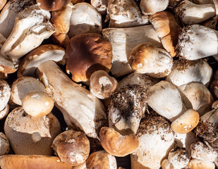 Textur mit Steinpilzen aus dem Wald