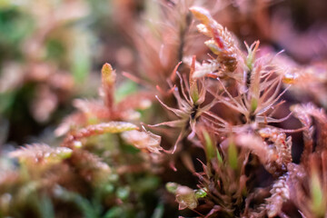 Green moss macro photography, forest floor nature background. Green plants close up wallpaper background. Lichen pattern forest floor, green moss macro texture for design.