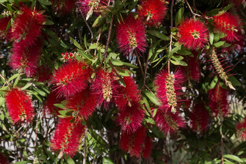 The plant (Crimson bottlebrush) with red flowers grows close-up