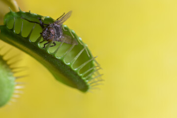 Fly captured by a predatory plant on a yellow background