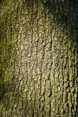 Old tree bark texture for background and pattern 