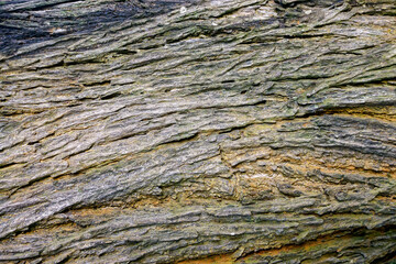 Old tree bark texture for background and pattern 