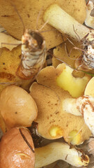 a lot of mushrooms eaten by snails