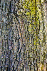 Naklejka premium Old tree bark texture for background and pattern 