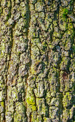 Old tree bark texture for background and pattern 
