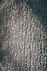 Old tree bark texture for background and pattern 