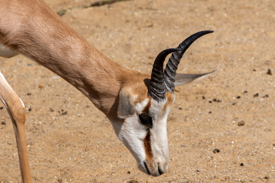 Blessbock