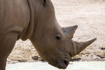 Obraz premium Nashorn