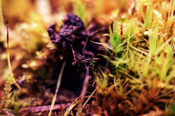 Green moss macro photography, forest floor nature background. Green plants close up wallpaper background. Lichen pattern forest floor, green moss macro texture for design.