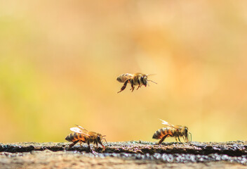 flying honey bee