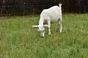 white goat on pasture eating grass
