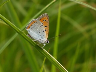 Large copper butterfly (Lycaena dispar) - intense orange butterfly in the green grass