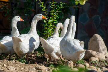 geese on the farm