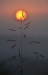 sunset with plant