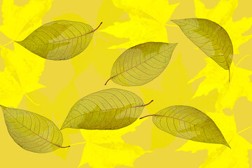 Abstract texture with autumn yellow leaves. Background