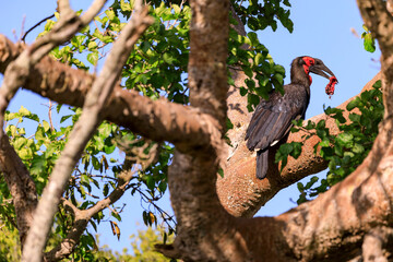 Hornrabe  (Bucorvus leadbeateri) auf einem Baum mit Beute im Schnabel. Safari in Kenia, Masai Mara.