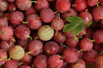 Ripe juicy gooseberries and a leaf of a gooseberry bush. Gooseberries background. View from above.