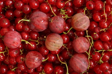 Ripe juicy gooseberries on a background of ripe red currants. Berry composition. View from above.