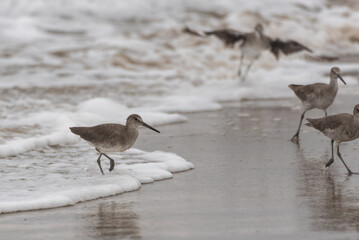 Instincts take over for marine Willet birds all retreating from the tidal surge of foamy water on the wet sand.
