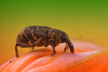 brown and yellow snout beetle on the flower of a squash plant