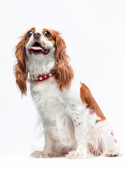 Fototapeta premium funny dog spaniel showing tongue on white background