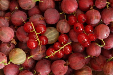 Ripe red currants on a background of ripe gooseberries. Berry composition. View from above.