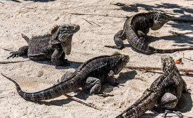 Vacation in Cuba palm trees Caribbean sea beach sun wave