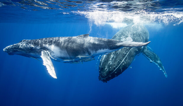 Humpback whale with calf swimming underwater