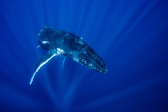 Humpback whale swimming underwater