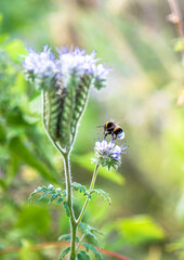 a beautiful flower meadow with a bumblebee in summer