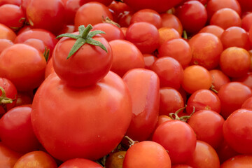 Small and large red cherry tomatoes on the background of nature. Italian products for pasta sauce.