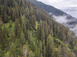 Aerial view of mist and fog in mountain forest in Switzerland. Conifer canopy in alpine area.