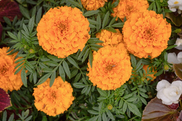 Floral background of marigolds on a flowerbed in a park.