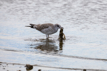 Baby seagull on the Baltic Sea.